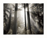 Morgenlicht Kunst von Dennis Frates