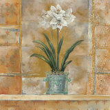 Amaryllis II Prints by Richard Henson