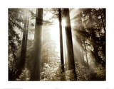 Dennis Frates - Morning Light Plakát Dennis Frates - Morning Light Plakát