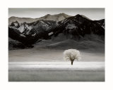 Solitary Tree Affiches par Dennis Frates