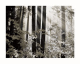 Misty Forest Art par Dennis Frates
