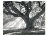 Andrew Oak, Afternoon Light Poster by William Guion