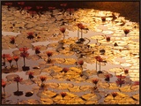 Lotus Pond Framed Canvas Print by Bruno Baumann