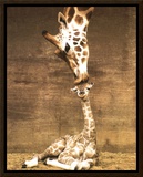 Giraffe, First Kiss Framed Canvas Print by Ron D'Raine