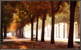 Champs-Elysees Framed Canvas Print by Bo Brannhage