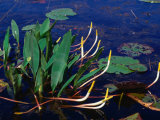 Marine Flora, Okefenokee Swamp Park, Georgia, USA, Photographic Print