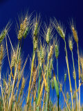 Rippening Heads of Wheat Against a Blue Sky, Victoria, Australia Photographic Print by Bernard Napthine
