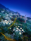 High Altitude Mountain Daisies (Celmisia Semicordata), Mt. Cook Nat. Park, Canterbury, New Zealand Photographie par Gareth McCormack