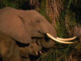 Elephant (Loxodonta Africana) and Baby Eating, Amboseli National Park, Kenya Photographie par Ariadne Van Zandbergen