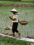 Paysan dans une rizière, Vietnam Photographie par Pershouse Craig