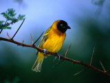Village Weaver on Branch, Lake Baringo, Rift Valley, Kenya Photographic Print by Ariadne Van Zandbergen