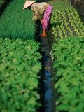 Woman Tending Market Garden, Nha Trang, Khanh Hoa, Vietnam Photographic Print by John Banagan