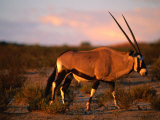 Gembsbok, or Oryx (Oryx Beisa), Kgalagadi Transfrontier Park, Northern Cape, South Africa Lámina fotográfica por Ariadne Van Zandbergen