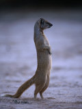 Yellow Mongoose, or Meerkat Standing on Its Hind Legs, Kgalagadi Transfrontier Park, South Africa Photographie par Ariadne Van Zandbergen