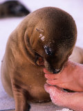 A Sea Lion Pup Nibbling on Toes, Galapagos, Ecuador Photographic Print by Ralph Lee Hopkins