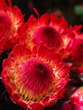 Beautiful and Exotic Protea Flower Grown on the Slopes of Haleakala Nat. Park, Maui, Hawaii, USA Photographic Print by Ann Cecil