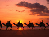 John Banagan - Camel Trek at Sunset along the Beach., Broome, Australia - Fotografik Baskı