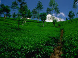 Green Tea Plantation, Nuwara Eliya, Sri Lanka Lámina fotográfica por Dallas Stribley Green Tea Plantation, Nuwara Eliya, Sri Lanka Lámina fotográfica por Dallas Stribley