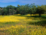 Native Wildflowers Coalseam Conservation Park, Western Australia, Australia Photographic Print by Barnett Ross