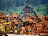 Logged Trees Being Moved at Wood Mill on Border of Redwood National Park, USA Photographic Print by Woods Wheatcroft