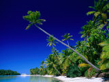 Palm Trees on Beach, Cook Islands Photographie par Peter Hendrie