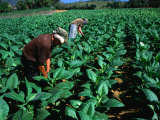 Tobacco Workers, Vinales, Pinar Del Rio, Cuba Photographie par Shannon Nace