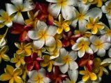 Frangipani Offerings at a Buddhist Temple in Tangalla, Tangalla, Southern, Sri Lanka Photographic Print by Dallas Stribley