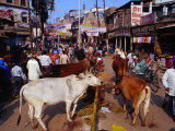 Human and Animal Traffic on Dasaswamedh Ghat Road, Varanasi, Uttar Pradesh, India Fotografie-Druck von Richard I'Anson