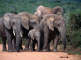 Elephant Family, Addo Elephant National Park, Eastern Cape, South Africa Photographie par Carol Polich