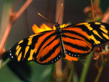 Danalid Butterfly, Costa Rica Photographic Print by Mark Newman
