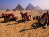Camels Resting with Pyramids in Background, Giza, Egypt Photographic Print by Mason Florence