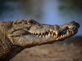 Ariadne Van Zandbergen - Nile Crocodile (Crocodylus Niloticus) in Profile, Paga, Ghana - Fotografik Baskı Ariadne Van Zandbergen - Nile Crocodile (Crocodylus Niloticus) in Profile, Paga, Ghana - Fotografik Baskı
