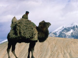 Tadjik Camel Driver on the Silk Road, China Photographic Print by Keren Su