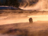 Winter Bison (Bison Bison), Yellowstone National Park, Wyoming, USA Photographie par Carol Polich