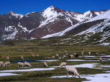 Grant Dixon - Alpaca Herd Grazing Quebrada Surapampa Valley Near Laguna Ausangatecocha, Cuzco, Peru Fotografická reprodukce Grant Dixon - Alpaca Herd Grazing Quebrada Surapampa Valley Near Laguna Ausangatecocha, Cuzco, Peru Fotografická reprodukce