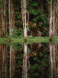Rainforest Reflected in Still Waters of Canal, Tortuguero National Park, Limon, Costa Rica Photographie par Stephen Saks
