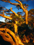 Sunset on Snow Gums Below Mt. Feathertop, Alpine National Park, Australia Photographic Print by Richard Nebesky