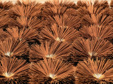 Incense Sticks Drying, Luang Prabang, Laos Photographic Print by Bernard Napthine