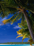 Coconut Palms on Tapuaetai Motu (One-Foot Island), Aitutaki, Cook Islands Photographie par Grant Dixon