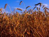 Crop of Hard Winter Red, Wheat for the Flour Mill in Lyons, South Carolina, USA Fotografie-Druck von Oliver Strewe