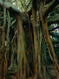 Aerial Roots of Banyon Tree, Lord Howe Island, New South Wales, Australia Photographie par Grant Dixon
