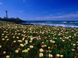 Pigeon Point Lighthouse of San Mateo County, with Wildflowers in Foreground, Sacramento, USA Photographic Print by Brent Winebrenner