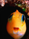 Ecsenius Species Fish, of Blenniidae Family, Perciformes Order, Maldives Photographic Print by Michael Aw