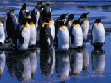 King Penguins ( Aptenodytes Patagonicus ) Reflecting on Salisbury Plains, Bay of Isles, Antarctica Photographie par Grant Dixon
