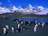 Colony of the King Penguin in St. Andrew's Bay, the Largest Penguin Colony in the World, Antarctica Photographie par Grant Dixon