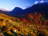 Rowan Trees at Macgillcuddy's Reeks, Ireland Photographie par Gareth McCormack