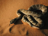 Great Basin Rattlesnake, a Subspecies of the Western Rattler, Utah, USA Photographic Print by Karl Lehmann