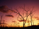 Dead Trees Silhouetted at Sunset, Airlie Beach, Queensland, Australia Photographic Print by John Banagan