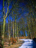 Snow Covered Path in a North West Sjaelland Forest, Sjaelland Island, West Zealand, Denmark Photographic Print by Martin Lladó
