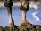 The Feet of a Salt Worker, Gujarat, India Photographic Print by Jerry Galea